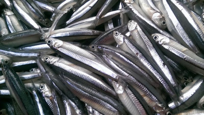 Loại cá "giàu canxi gấp hàng chục lần cá hồi", ở chợ Việt giá rẻ bèo - Ảnh 2
